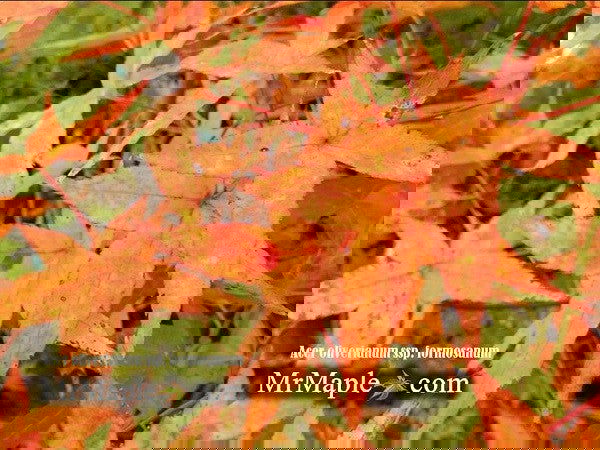 - Acer oliverianum ssp formosanum  - Ultimate Heat Tolerant Maple - Mr Maple │ Buy Japanese Maple Trees