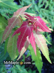 - Acer oliverianum ssp formosanum  - Ultimate Heat Tolerant Maple - Mr Maple │ Buy Japanese Maple Trees