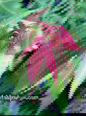 - Acer oliverianum ssp formosanum  - Ultimate Heat Tolerant Maple - Mr Maple │ Buy Japanese Maple Trees