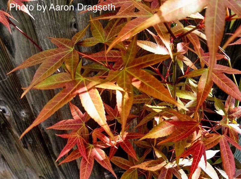 - Acer oliverianum ssp formosanum  - Ultimate Heat Tolerant Maple - Mr Maple │ Buy Japanese Maple Trees