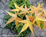 - Acer oliverianum ssp formosanum  - Ultimate Heat Tolerant Maple - Mr Maple │ Buy Japanese Maple Trees
