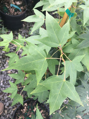 - Acer oliverianum ssp oliverianum Go Wild! Wild Collected Chinese Maple - Mr Maple │ Buy Japanese Maple Trees