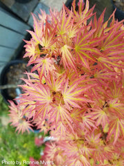 - Acer palmatum 'Abigail Rose' Dwarf Variegated Japanese Maple - Mr Maple │ Buy Japanese Maple Trees