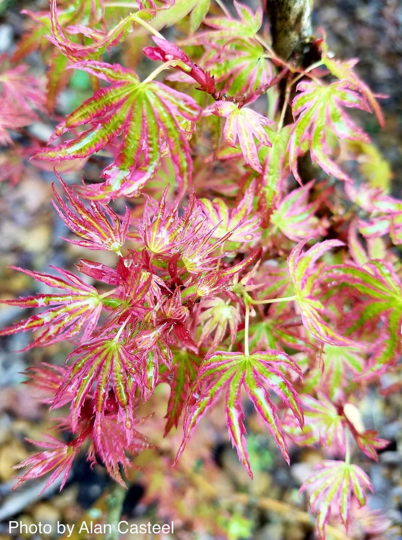 - Acer palmatum 'Abigail Rose' Dwarf Variegated Japanese Maple - Mr Maple │ Buy Japanese Maple Trees