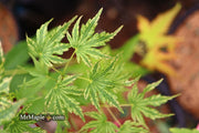 - Acer palmatum 'Abigail Rose' Dwarf Variegated Japanese Maple - Mr Maple │ Buy Japanese Maple Trees