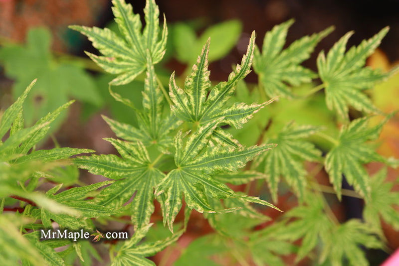 - Acer palmatum 'Abigail Rose' Dwarf Variegated Japanese Maple - Mr Maple │ Buy Japanese Maple Trees