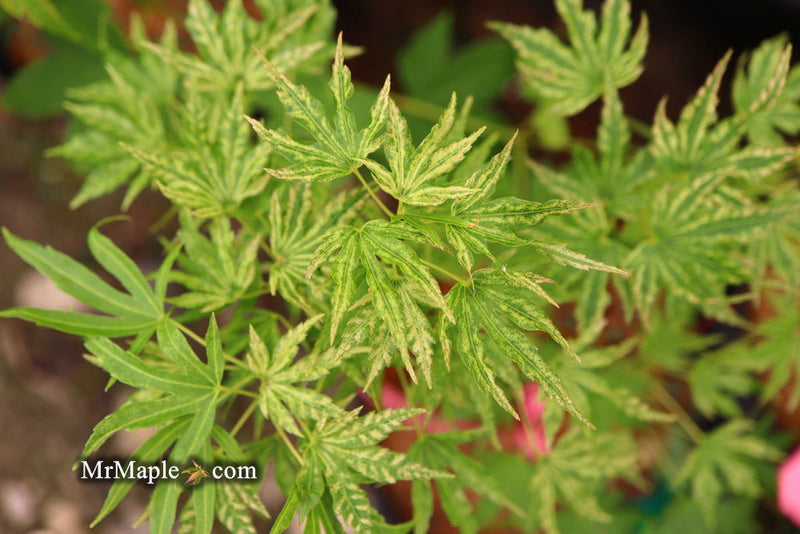 - Acer palmatum 'Abigail Rose' Dwarf Variegated Japanese Maple - Mr Maple │ Buy Japanese Maple Trees