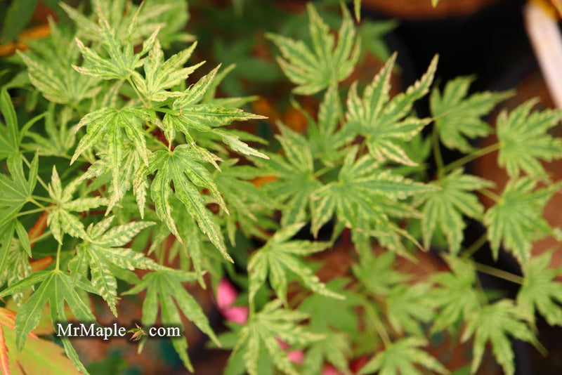 - Acer palmatum 'Abigail Rose' Dwarf Variegated Japanese Maple - Mr Maple │ Buy Japanese Maple Trees