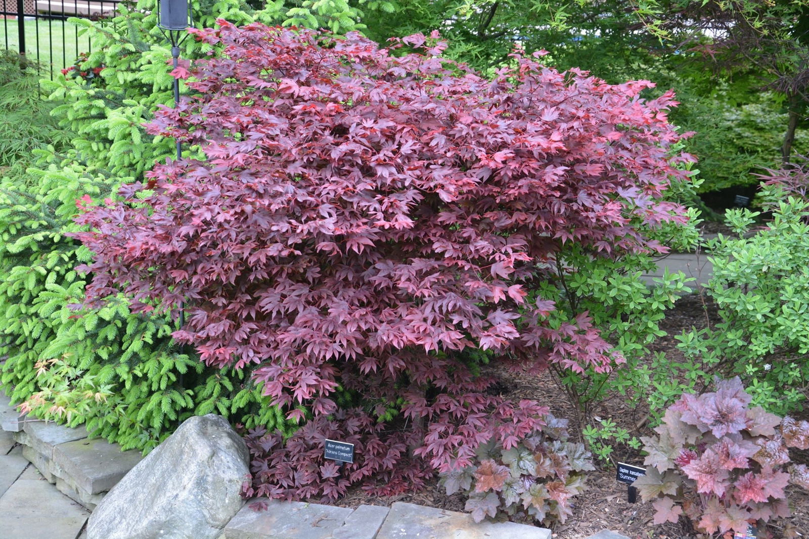 - Acer palmatum 'Adrian's Compact' Dwarf Red Japanese Maple Tree - Mr Maple │ Buy Japanese Maple Trees