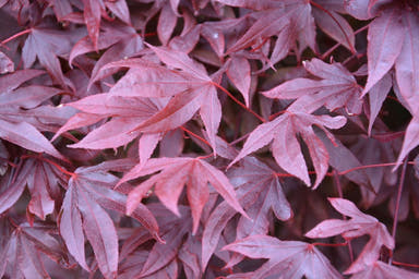 - Acer palmatum 'Adrian's Compact' Dwarf Red Japanese Maple Tree - Mr Maple │ Buy Japanese Maple Trees