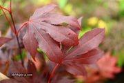 - Acer palmatum 'Adrian's Compact' Dwarf Red Japanese Maple Tree - Mr Maple │ Buy Japanese Maple Trees