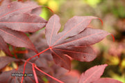 - Acer palmatum 'Adrian's Compact' Dwarf Red Japanese Maple Tree - Mr Maple │ Buy Japanese Maple Trees