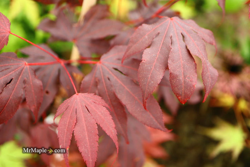 - Acer palmatum 'Adrian's Compact' Dwarf Red Japanese Maple Tree - Mr Maple │ Buy Japanese Maple Trees