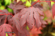 - Acer palmatum 'Adrian's Compact' Dwarf Red Japanese Maple Tree - Mr Maple │ Buy Japanese Maple Trees