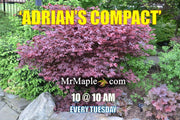- Acer palmatum 'Adrian's Compact' Dwarf Red Japanese Maple Tree - Mr Maple │ Buy Japanese Maple Trees