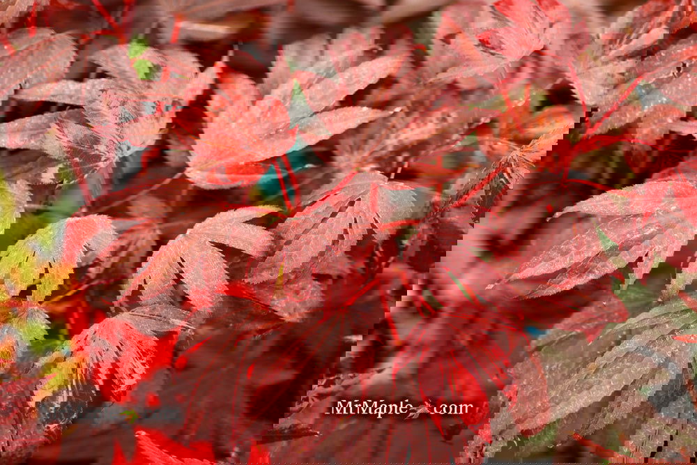 Buy Acer palmatum 'Adrian's Compact' Dwarf Red Japanese Maple Tree