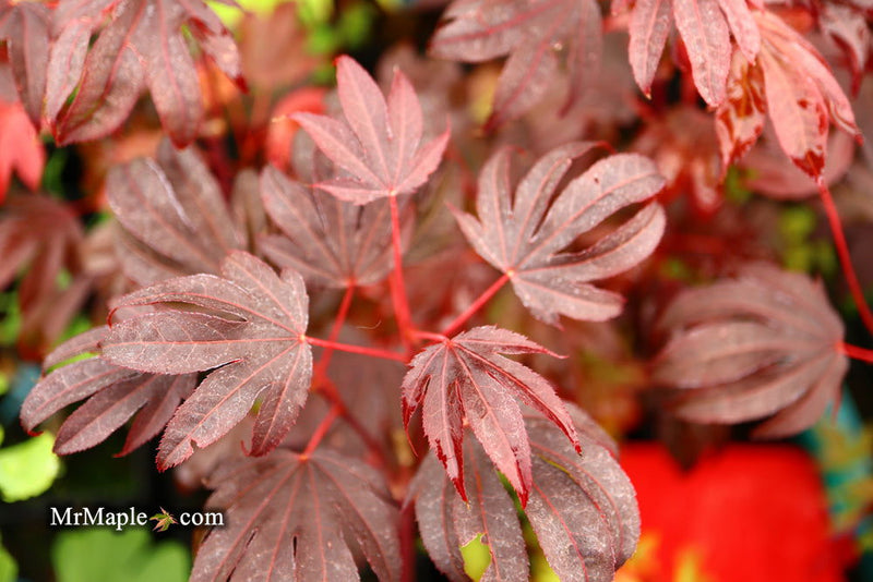 - Acer palmatum 'Adrian's Compact' Dwarf Red Japanese Maple Tree - Mr Maple │ Buy Japanese Maple Trees