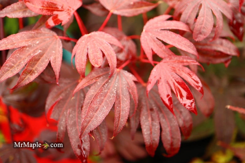 - Acer palmatum 'Adrian's Compact' Dwarf Red Japanese Maple Tree - Mr Maple │ Buy Japanese Maple Trees