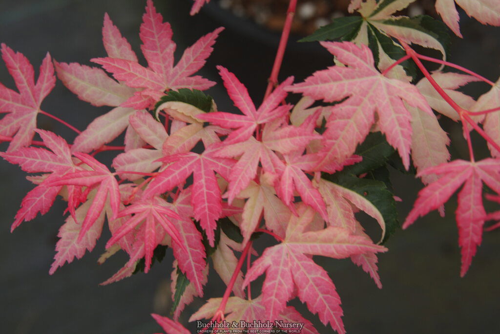 Buy Acer palmatum 'Aizumi nishiki' Pink Variegated Japanese Maple
