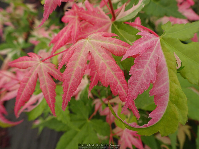 - Acer palmatum 'Aizumi nishiki' Pink Variegated Japanese Maple - Mr Maple │ Buy Japanese Maple Trees