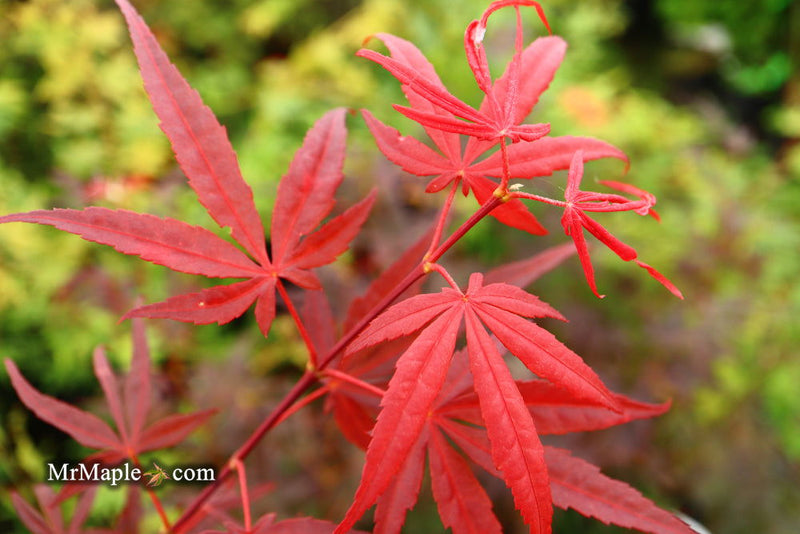 - Acer palmatum 'Aka hosada' Japanese Maple - Mr Maple │ Buy Japanese Maple Trees