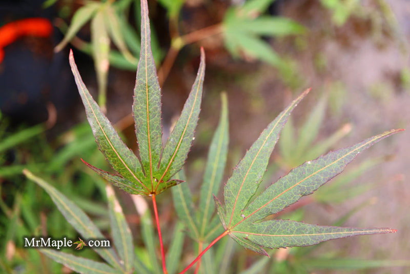 - Acer palmatum 'Aka hosada' Japanese Maple - Mr Maple │ Buy Japanese Maple Trees