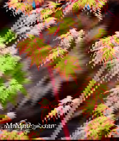 - Acer palmatum 'Aka kawa hime' Dwarf Coral Bark Japanese Maple - Mr Maple │ Buy Japanese Maple Trees