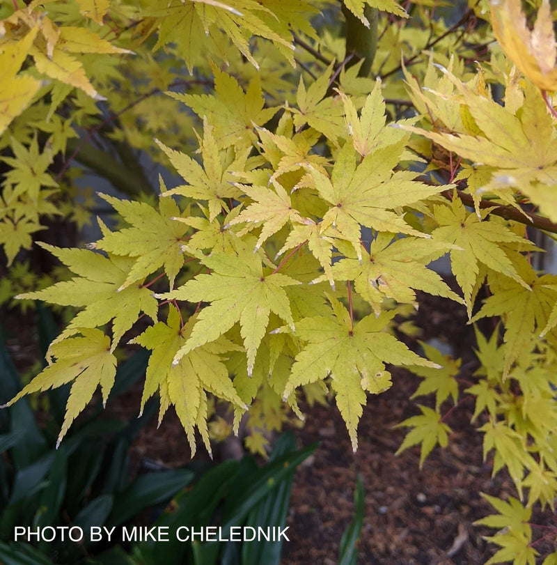 - Acer palmatum 'Aka kawa hime' Dwarf Coral Bark Japanese Maple - Mr Maple │ Buy Japanese Maple Trees