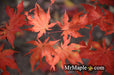 - Acer palmatum 'Aka shigitatsu sawa' Japanese Maple - Mr Maple │ Buy Japanese Maple Trees