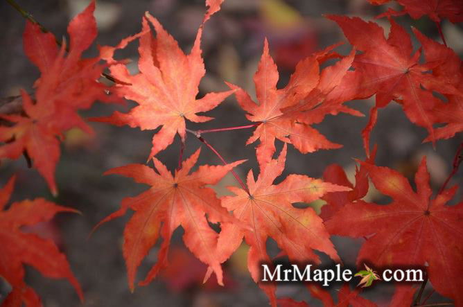 - Acer palmatum 'Aka shigitatsu sawa' Japanese Maple - Mr Maple │ Buy Japanese Maple Trees