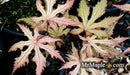 - Acer palmatum 'Aka shigitatsu sawa' Japanese Maple - Mr Maple │ Buy Japanese Maple Trees