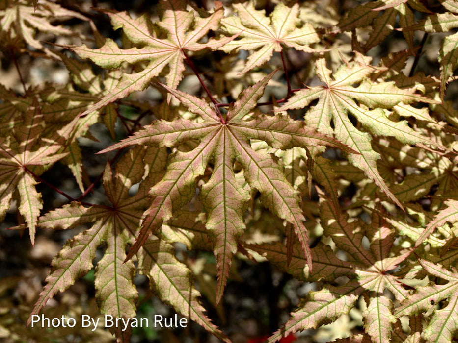 - Acer palmatum 'Aka shigitatsu sawa' Japanese Maple - Mr Maple │ Buy Japanese Maple Trees