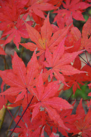 - Acer palmatum 'Aka shigitatsu sawa' Japanese Maple - Mr Maple │ Buy Japanese Maple Trees