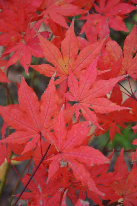 - Acer palmatum 'Aka shigitatsu sawa' Japanese Maple - Mr Maple │ Buy Japanese Maple Trees