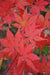 - Acer palmatum 'Aka shigitatsu sawa' Japanese Maple - Mr Maple │ Buy Japanese Maple Trees