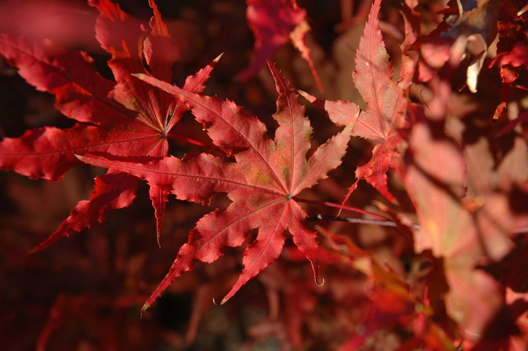 - Acer palmatum 'Aka shigitatsu sawa' Japanese Maple - Mr Maple │ Buy Japanese Maple Trees