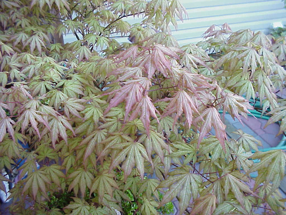 - Acer palmatum 'Aka shigitatsu sawa' Japanese Maple - Mr Maple │ Buy Japanese Maple Trees