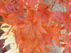 - Acer palmatum 'Aka shigitatsu sawa' Japanese Maple - Mr Maple │ Buy Japanese Maple Trees