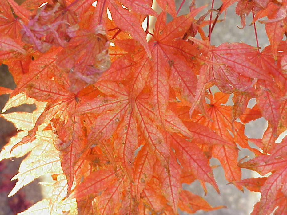 - Acer palmatum 'Aka shigitatsu sawa' Japanese Maple - Mr Maple │ Buy Japanese Maple Trees