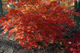 - Acer palmatum 'Aka shigitatsu sawa' Japanese Maple - Mr Maple │ Buy Japanese Maple Trees