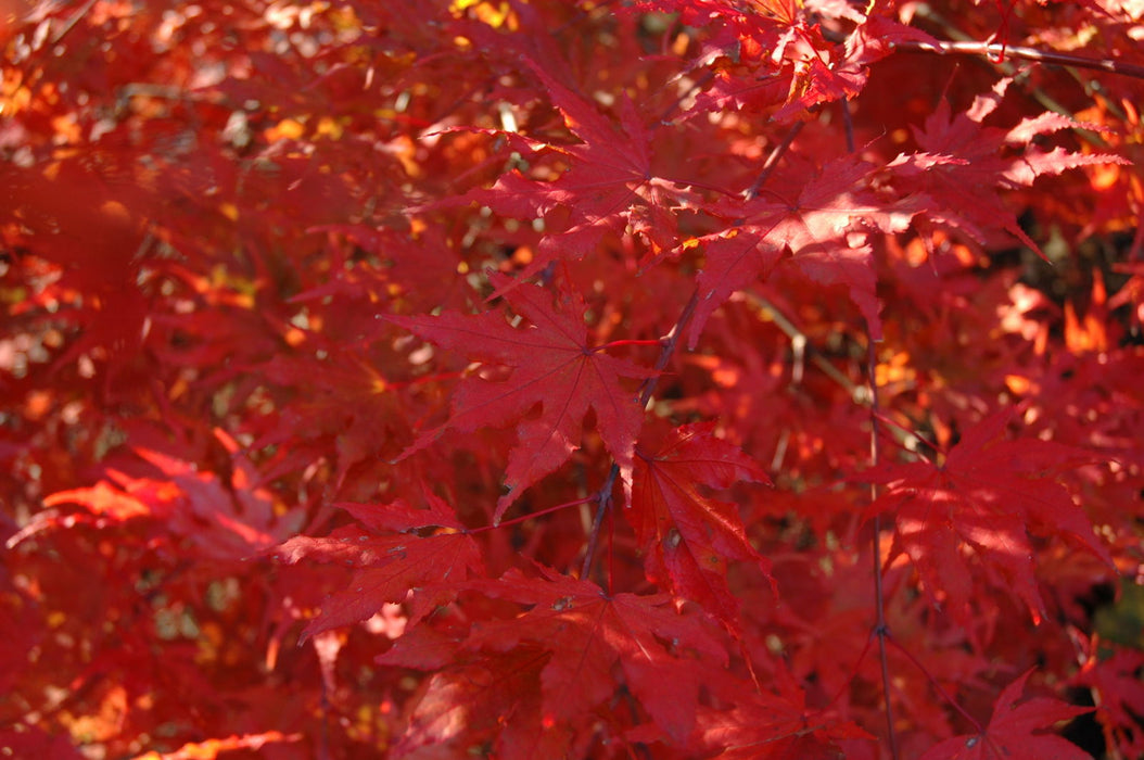 - Acer palmatum 'Aka shigitatsu sawa' Japanese Maple - Mr Maple │ Buy Japanese Maple Trees