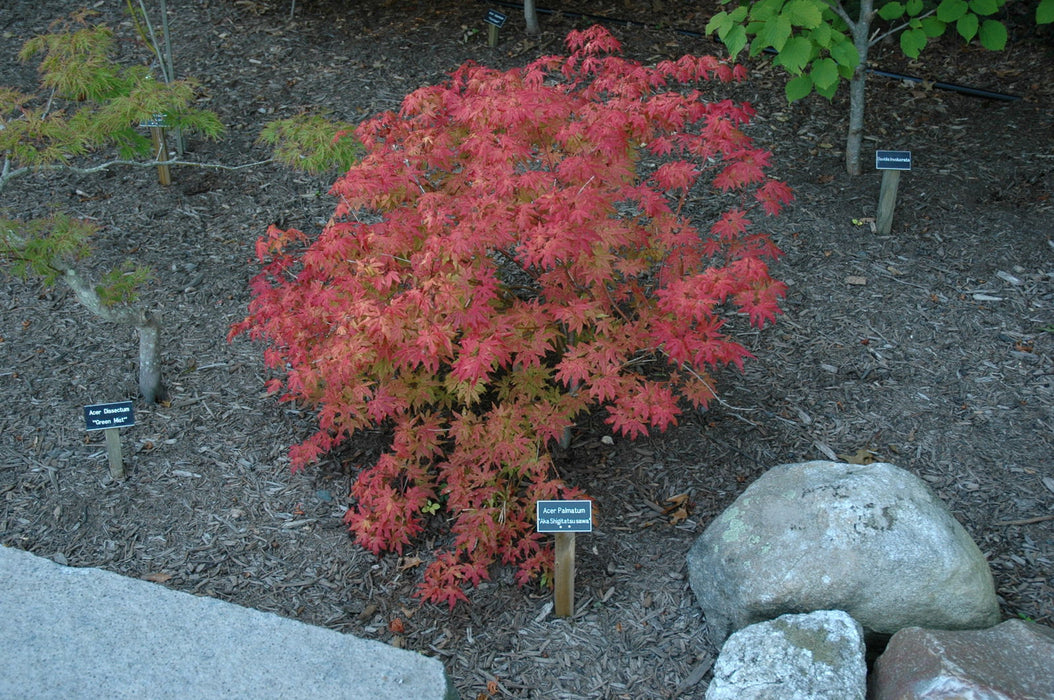 - Acer palmatum 'Aka shigitatsu sawa' Japanese Maple - Mr Maple │ Buy Japanese Maple Trees