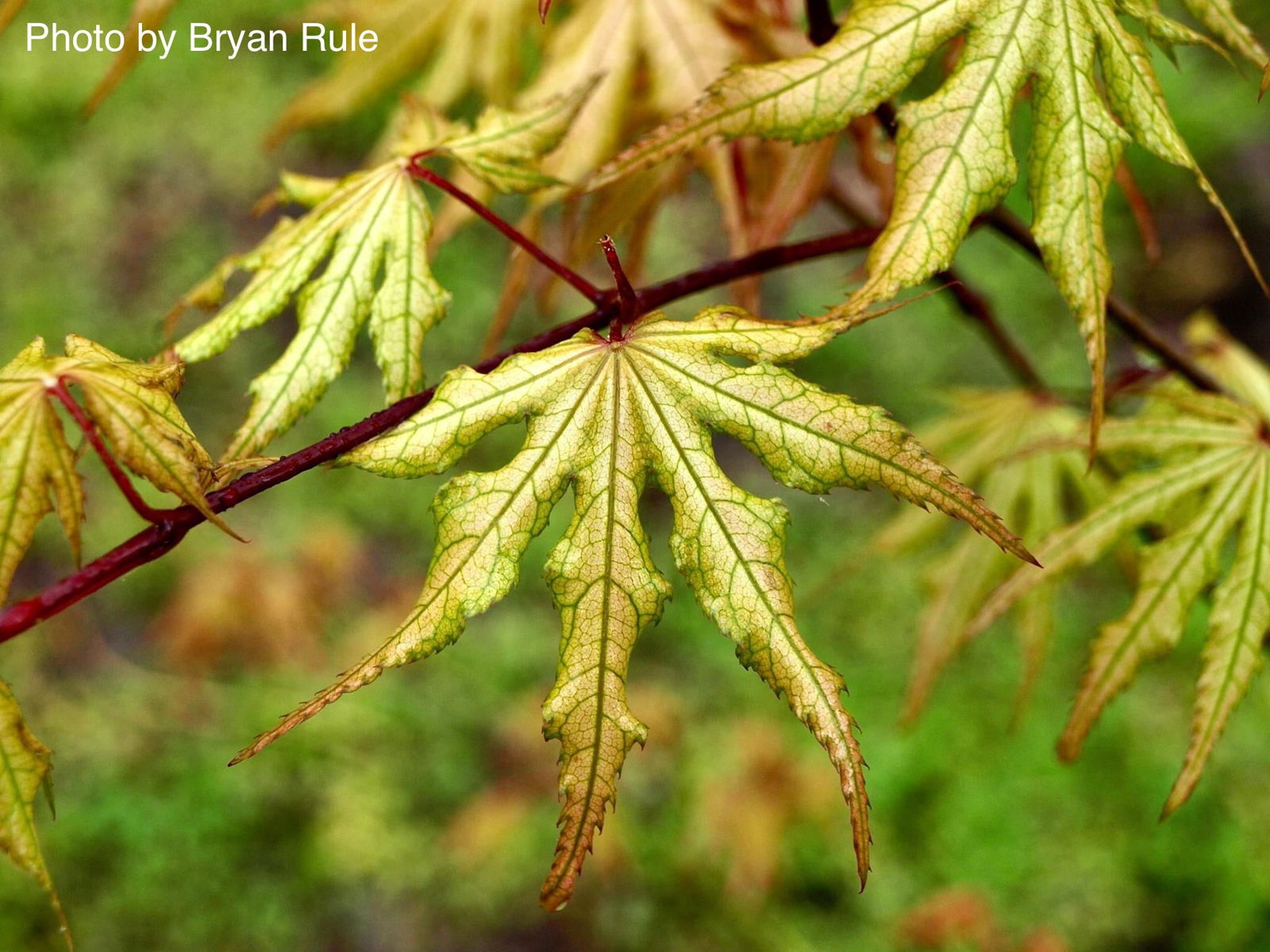 Buy Acer palmatum 'Aka shigitatsu sawa' Japanese Maple — Mr Maple
