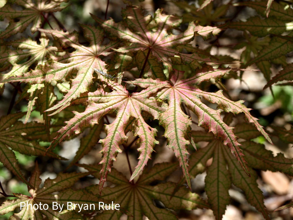 Buy Acer palmatum 'Aka shigitatsu sawa' Japanese Maple — Mr Maple