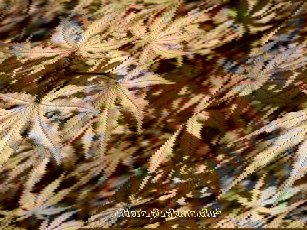 Buy Acer palmatum 'Aka shigitatsu sawa' Japanese Maple — Mr Maple