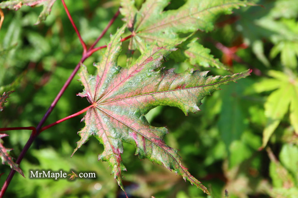 Buy Acer palmatum 'Aka shigitatsu sawa' Japanese Maple — Mr Maple