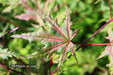 - Acer palmatum 'Aka shigitatsu sawa' Japanese Maple - Mr Maple │ Buy Japanese Maple Trees