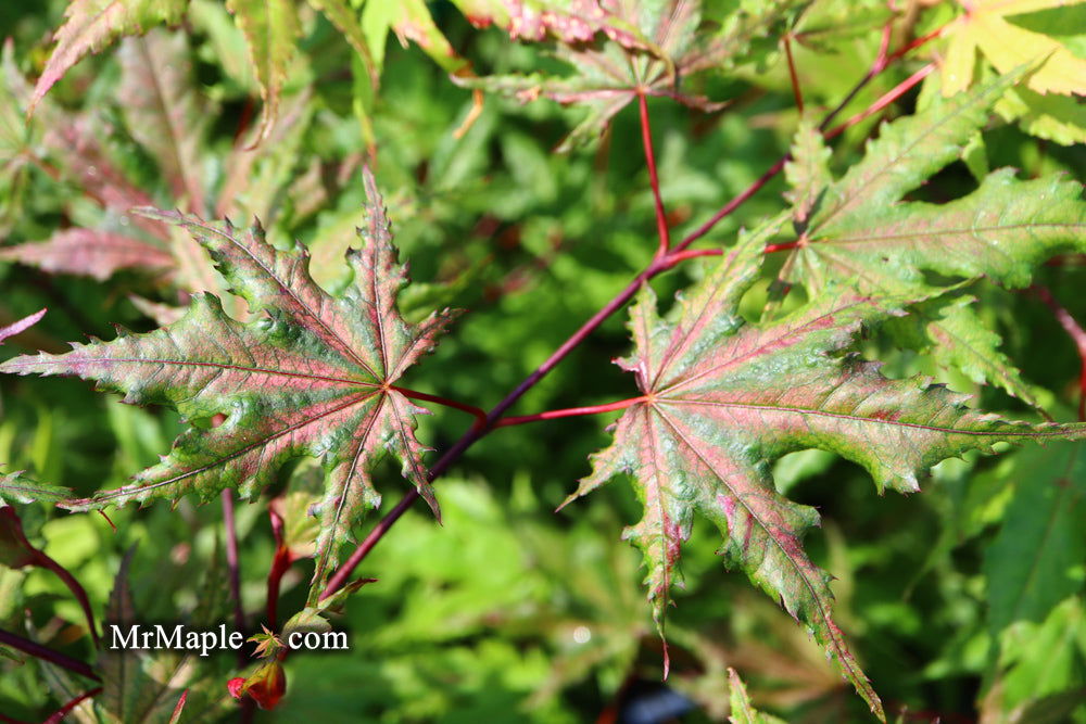 - Acer palmatum 'Aka shigitatsu sawa' Japanese Maple - Mr Maple │ Buy Japanese Maple Trees