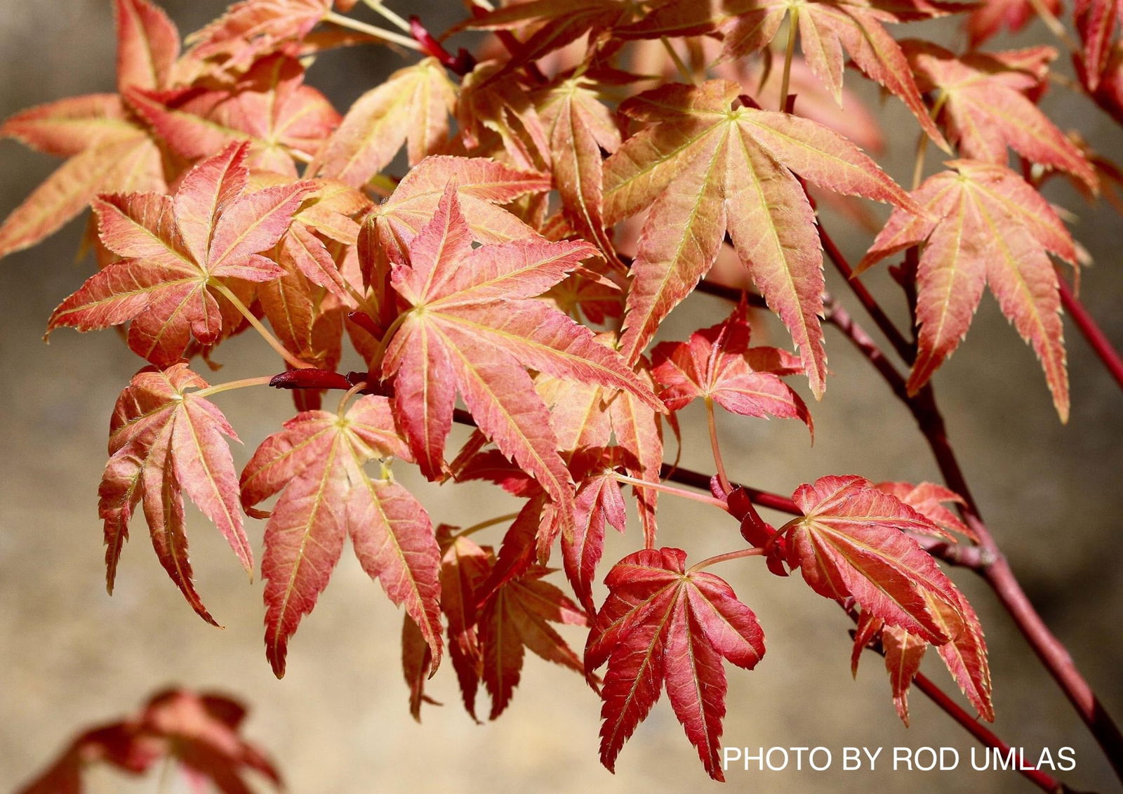 あけちゃん Buy Acer palmatum 'Akaji nishiki' Red Japanese Maple — Mr Maple