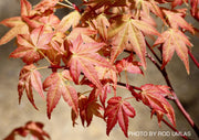 - Acer palmatum 'Akaji nishiki' Red Japanese Maple - Mr Maple │ Buy Japanese Maple Trees